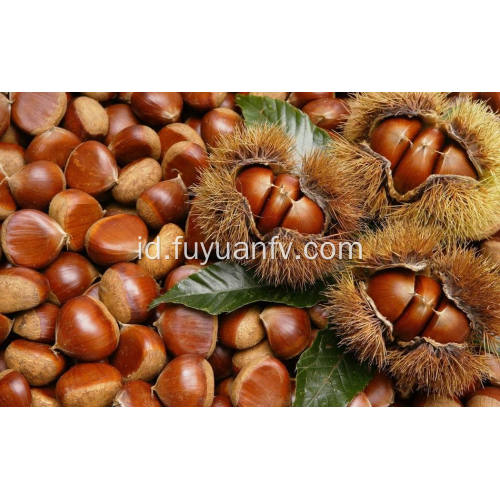 Chestnut segar kualitas terbaik